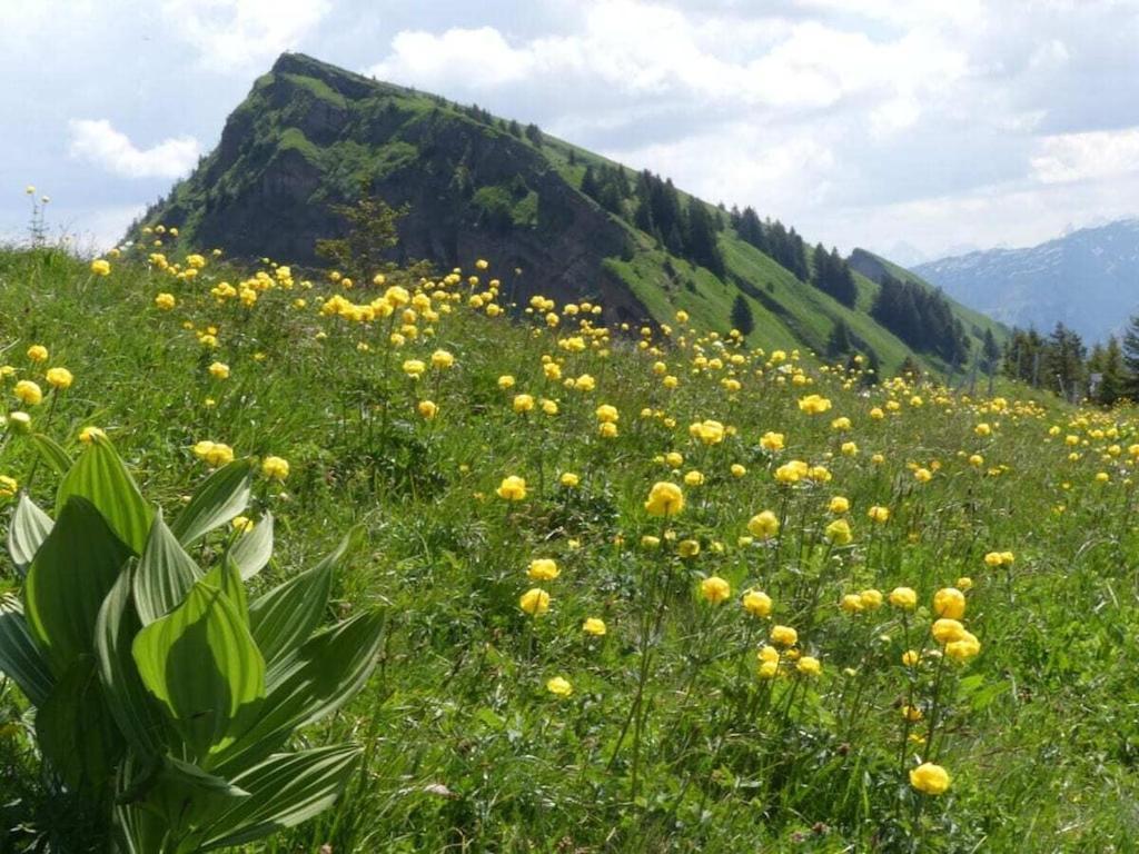 Hangspitze Comfortable Holiday Residence Grossdorf  Buitenkant foto